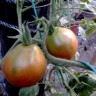 Bedouin tomato