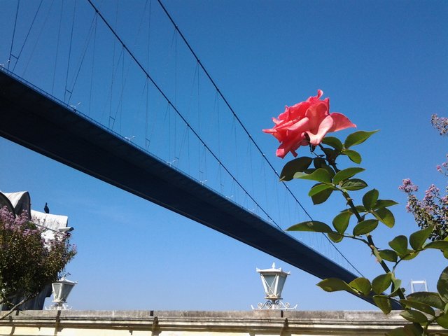 Rose and Bosphorus Bridge