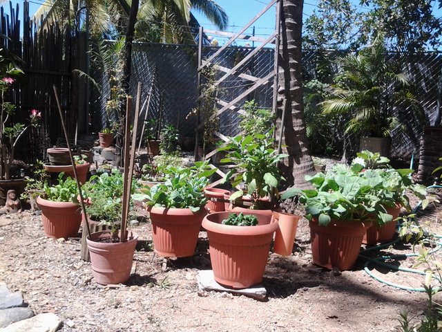 2014 Garden