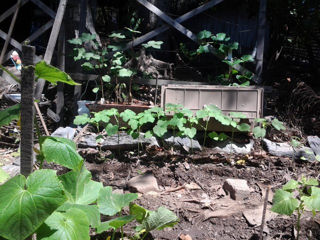 Okra and cucumbers