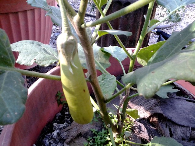 Thai green eggplant