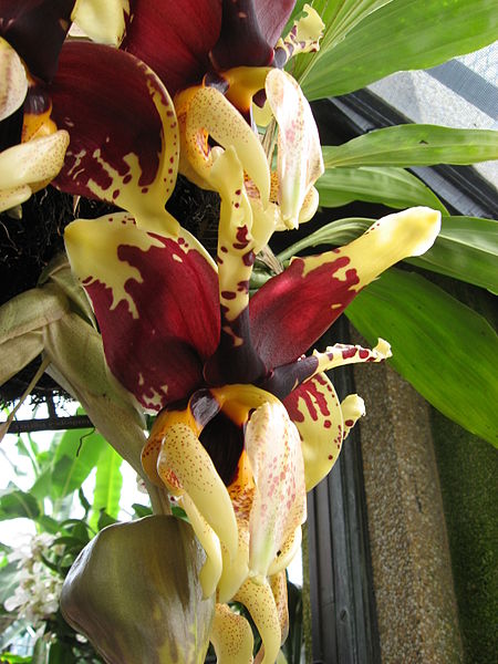 Stanhopea Tigrina orchid
